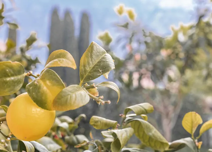 Pescallo Garden Retreat 公寓