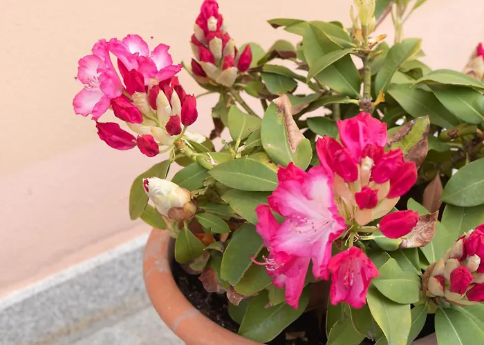 公寓 Pescallo Garden Retreat *