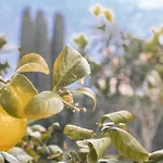 Pescallo Garden Retreat Apartment
