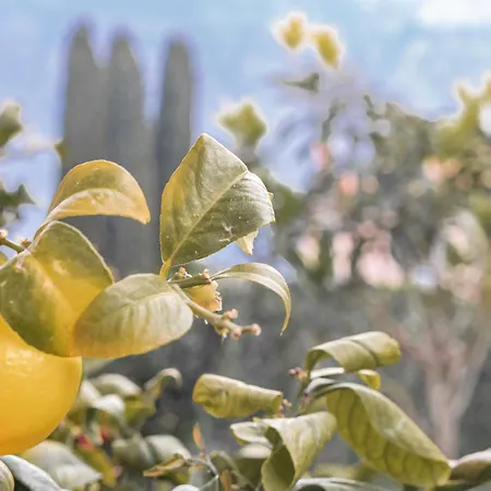 Pescallo Garden Retreat Apartament