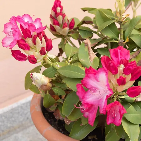 Daire Pescallo Garden Retreat *